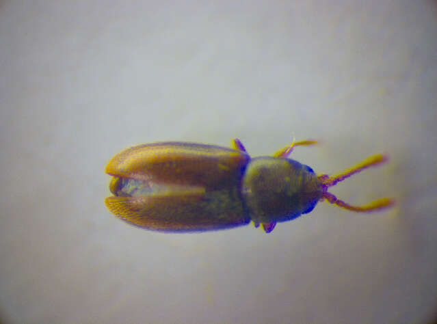 Image of Silken fungus beetle