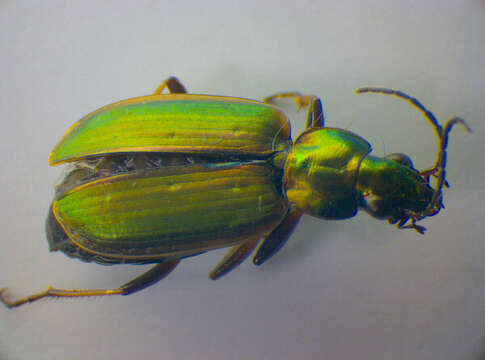 Image of Agonum (Agonum) marginatum (Linnaeus 1758)