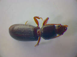 Image of Ground beetle