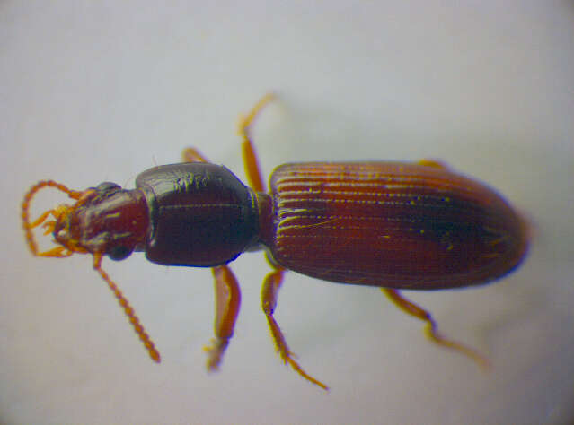 صورة Clivina (Clivina) collaris (Herbst 1784)