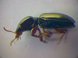 Image de Dyschirius (Dyschiriodes) intermedius Putzeys 1846