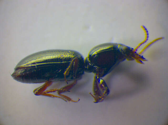 Image de Dyschirius (Dyschiriodes) intermedius Putzeys 1846