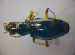 Image of Bembidion (Nepha) genei illigeri Netolitzky 1914