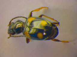 Image of Bembidion (Nepha) genei illigeri Netolitzky 1914