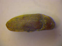 Image de <i>Trixagus dermestoides</i>