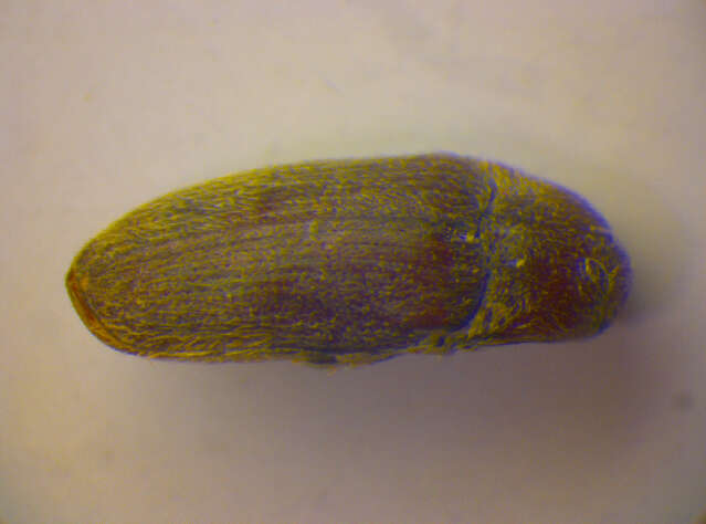 Image de <i>Trixagus dermestoides</i>