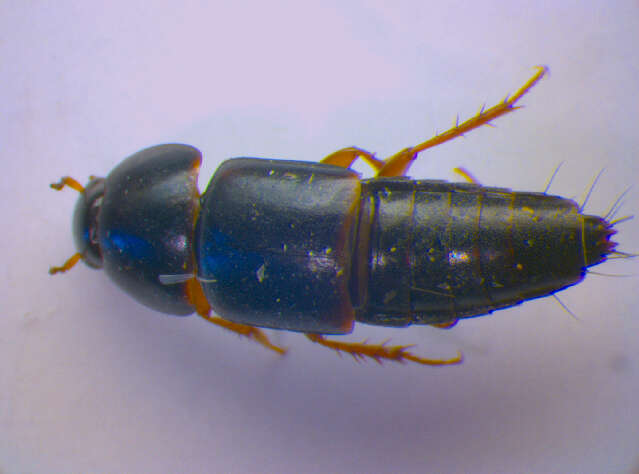 Image of Rove beetle