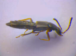 Image of <i>Parocyusa longitarsis</i>