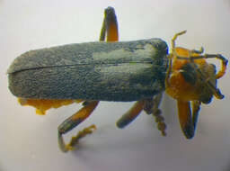 Imagem de <i>Cantharis rustica</i>