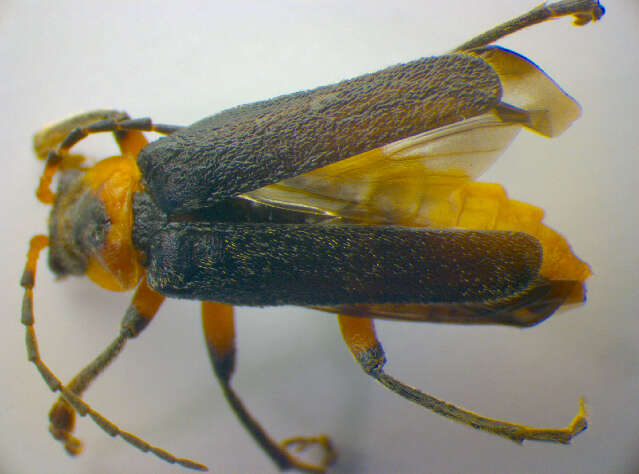 Imagem de <i>Cantharis rustica</i>