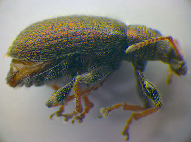 Phyllobius (Phyllobius) betulinus Bechstein & Scharfenberg 1805 resmi