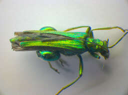 Image of Oedemera nobilis