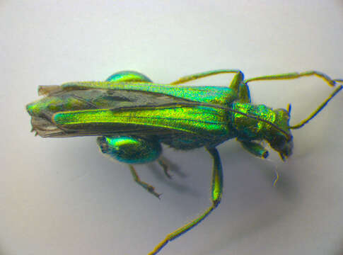 Image of Oedemera nobilis