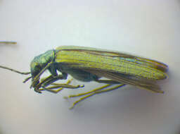 Image of <i>Oedemera lurida</i>