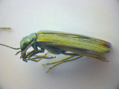 Image of <i>Oedemera lurida</i>