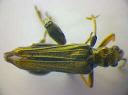 Image of <i>Oedemera flavipes</i>