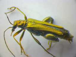 Image of <i>Oedemera flavipes</i>