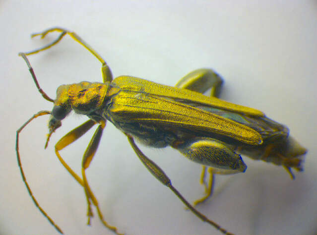 Image of <i>Oedemera flavipes</i>