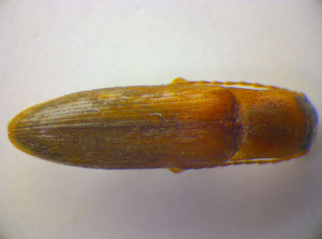 Image of <i>Dalopius marginatus</i>