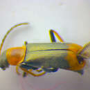 Image of <i>Cerapheles terminatus</i>