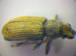 Image of Pea Leaf Weevil