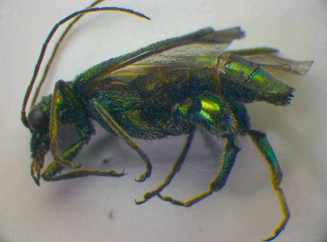 Image of Oedemera nobilis