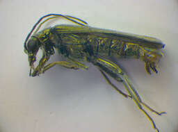 Image of <i>Oedemera lurida</i>