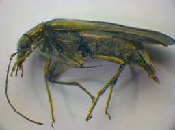 Image of <i>Oedemera virescens</i>