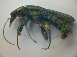 Image of <i>Oedemera virescens</i>