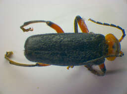 Imagem de <i>Cantharis rustica</i>