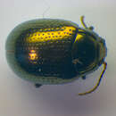 Imagem de <i>Chrysolina oricalcia</i>