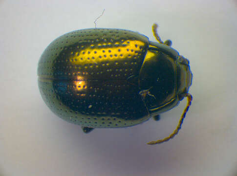 Imagem de <i>Chrysolina oricalcia</i>