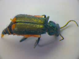 Слика од <i>Malachius bipustulatus</i>