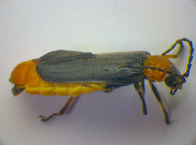 Image of Silis ruficollis