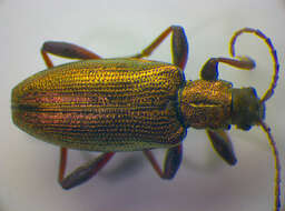 Image of <i>Donacia semicuprea</i>