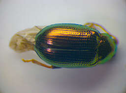 Image of <i>Crepidodera aurea</i>