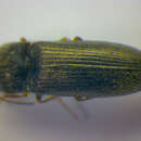 Image of <i>Cidnopus quercus</i>