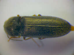 Image of <i>Cidnopus quercus</i>