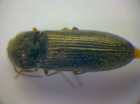 صورة <i>Cidnopus quercus</i>