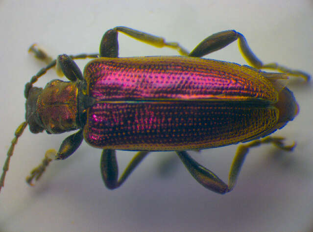 Image of <i>Plateumaris sericea</i>