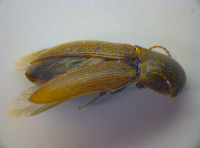 Image of <i>Agriotes sputator</i>