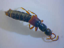 Lathrobium (Lathrobium) elongatum (Linnaeus 1767) resmi