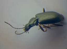 Image of Agonum (Europhilus) micans (Nicolai 1822)