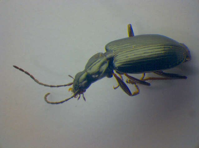 Image of Agonum (Europhilus) micans (Nicolai 1822)