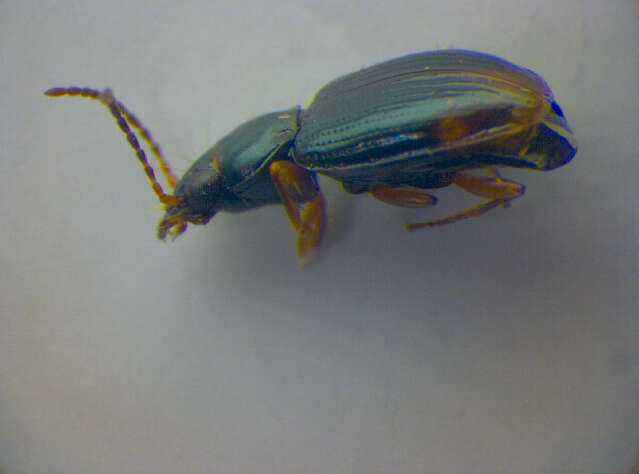 صورة Bembidion (Diplocampa) assimile Gyllenhal 1810