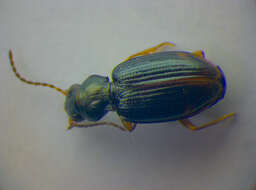 Bembidion (Diplocampa) assimile Gyllenhal 1810的圖片