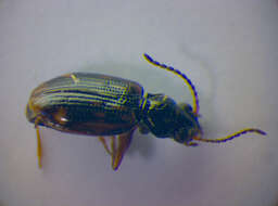 Image of Bembidion (Trepanes) octomaculatum (Goeze 1777)