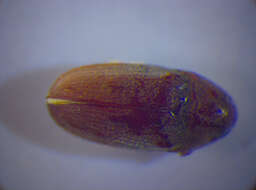 Image of <i>Trixagus obtusus</i>