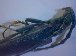 Image of capricorn beetle