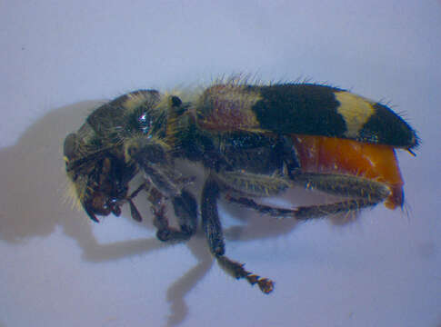 Image of <i>Clerus mutillarius</i>